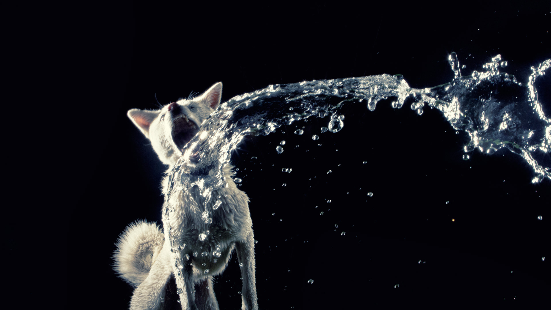 Jindo with Water