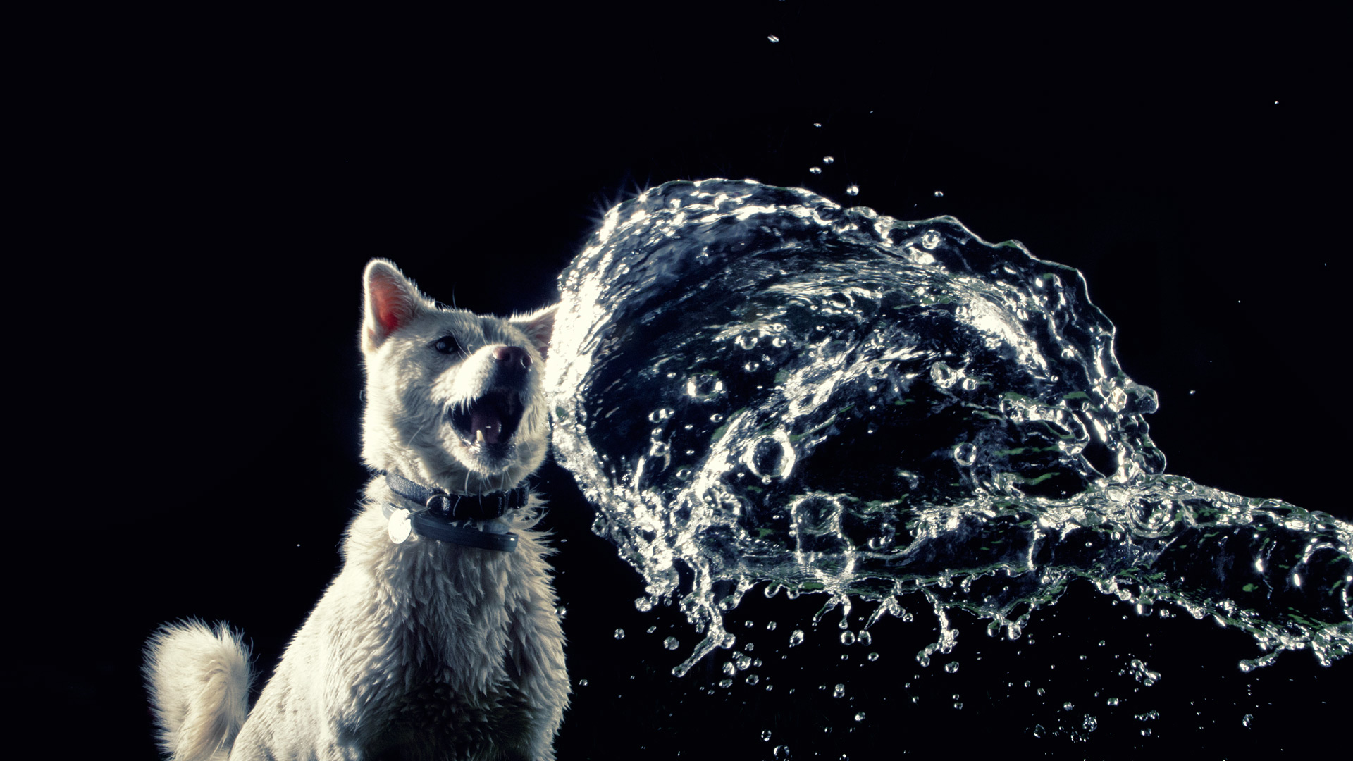 Jindo with Water