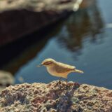 874A8013_2_Nik_1_UHD